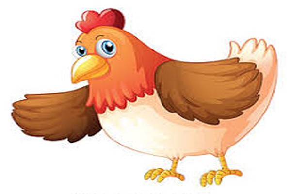 স্রষ্টা এবং মুরগির পাখা